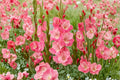 Gladiolus 'White Eyed Miss' | Hardy Pink & White Sword Lily Bulbs for Summer Gardens