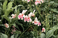 Gladiolus 'Prins Claus' Hardy Dwarf Gladiolus Bulbs | White & Pink Sword Lily for Spring Planting