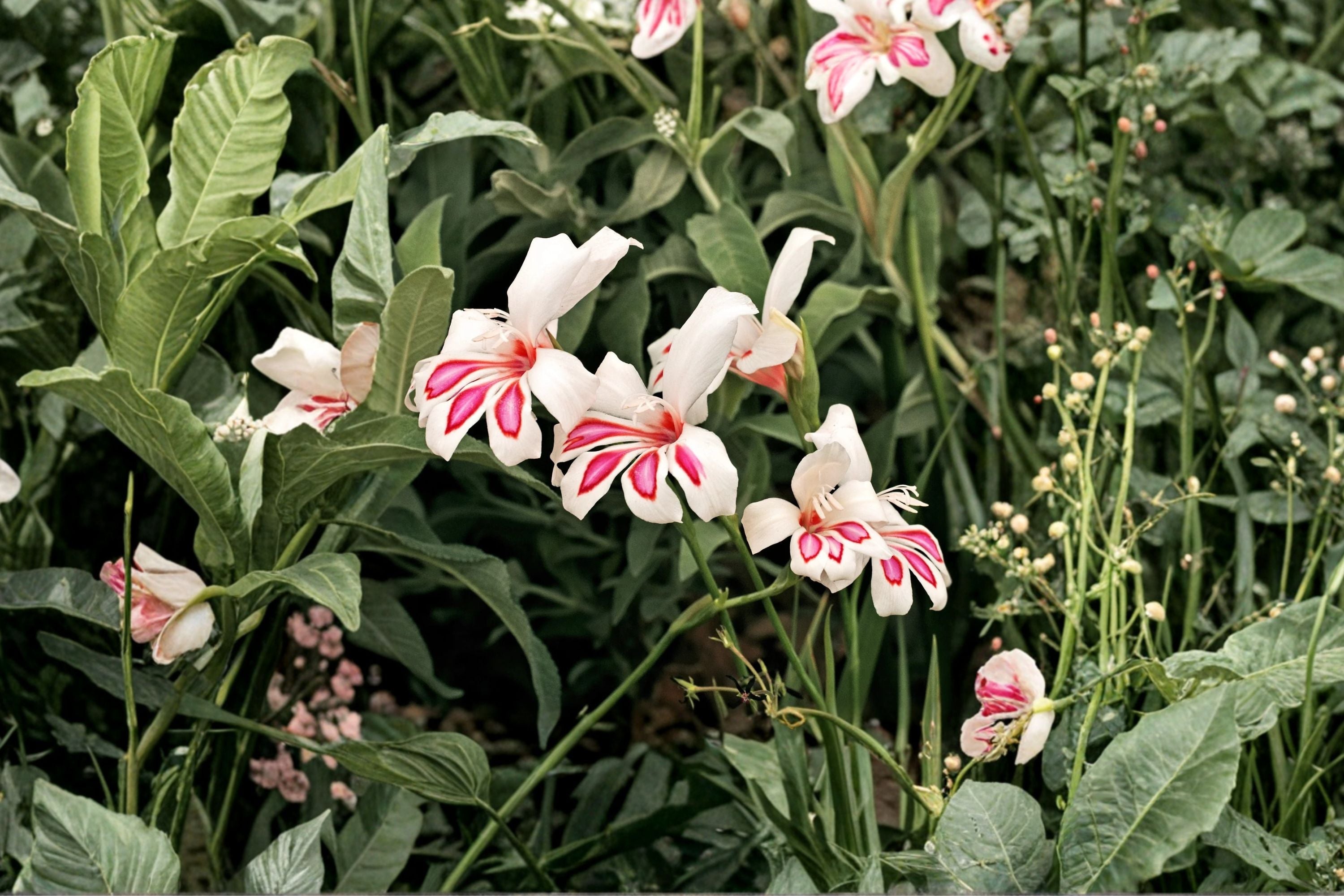 Gladiolus 'Prins Claus' Hardy Dwarf Gladiolus Bulbs | White & Pink Sword Lily for Spring Planting