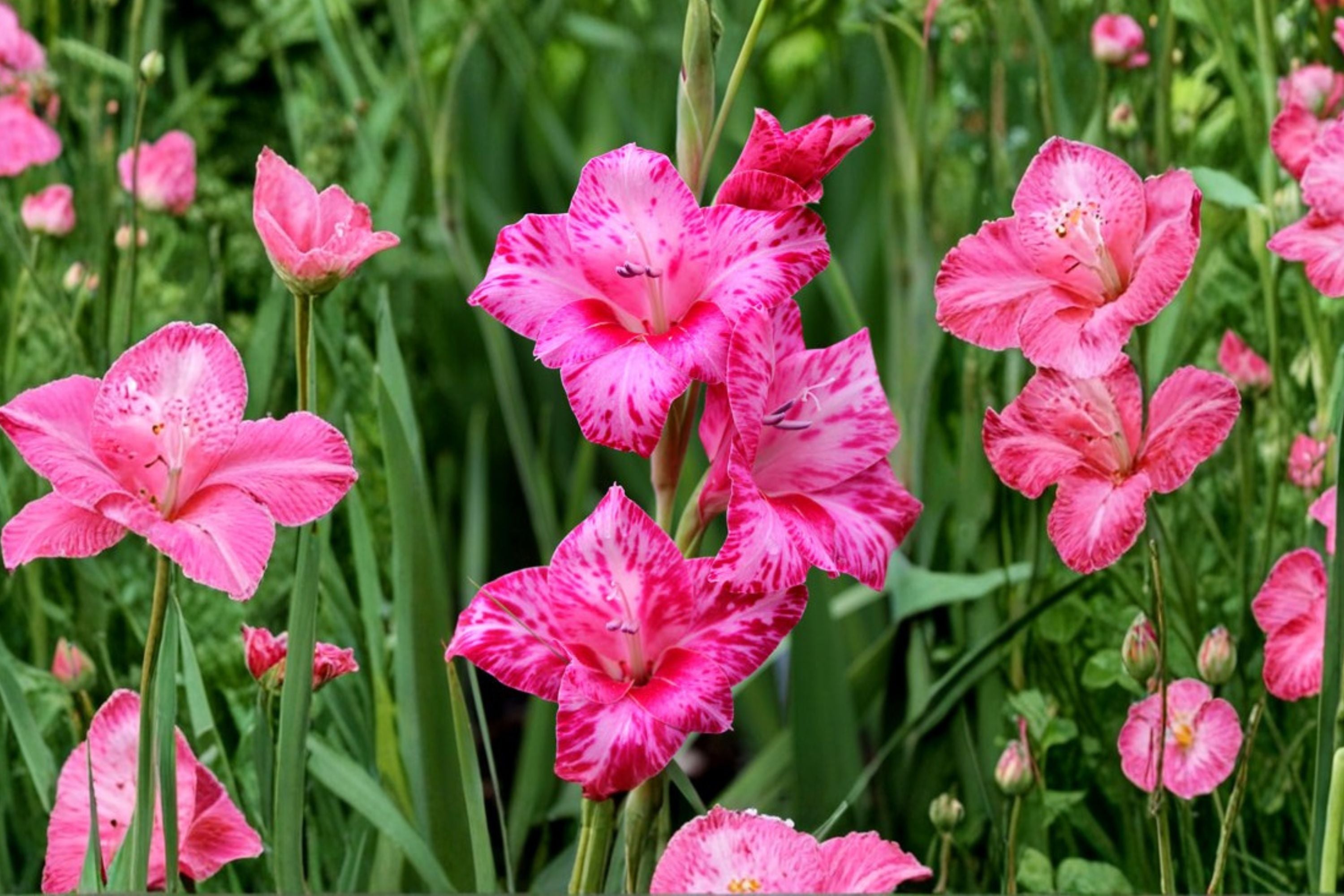Gladiolus 'Bibi' Hardy Gladiolus Bulbs | Pink Sword Lily | Summer Blooming Perennial Flower Bulbs