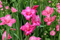 Gladiolus 'Bibi' Hardy Gladiolus Bulbs | Pink Sword Lily | Summer Blooming Perennial Flower Bulbs