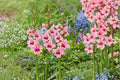 Gladiolus murielae ‘Summer Sunset’ Pink Acidanthera Bulbs | Fragrant Hardy Gladiolus | Orchid Flower Sword Lily