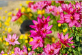 5 Ixia ‘Rose Emperor’ Bulbs | Pink African Corn Lily | Spring Planting Corms