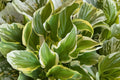 Hosta ‘So Sweet’ Bareroot | Fragrant Variegated Shade Perennial with White Flowers