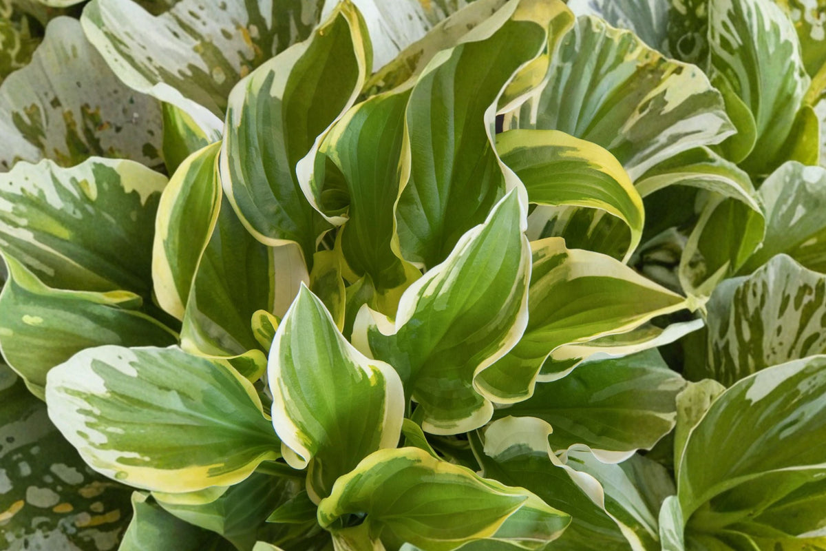 Hosta ‘So Sweet’ Bareroot | Fragrant Variegated Shade Perennial with White Flowers