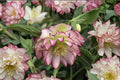 Lenten Rose ‘Rose Quartz’ | Winter Jewels Hellebore | Evergreen Shade Perennial