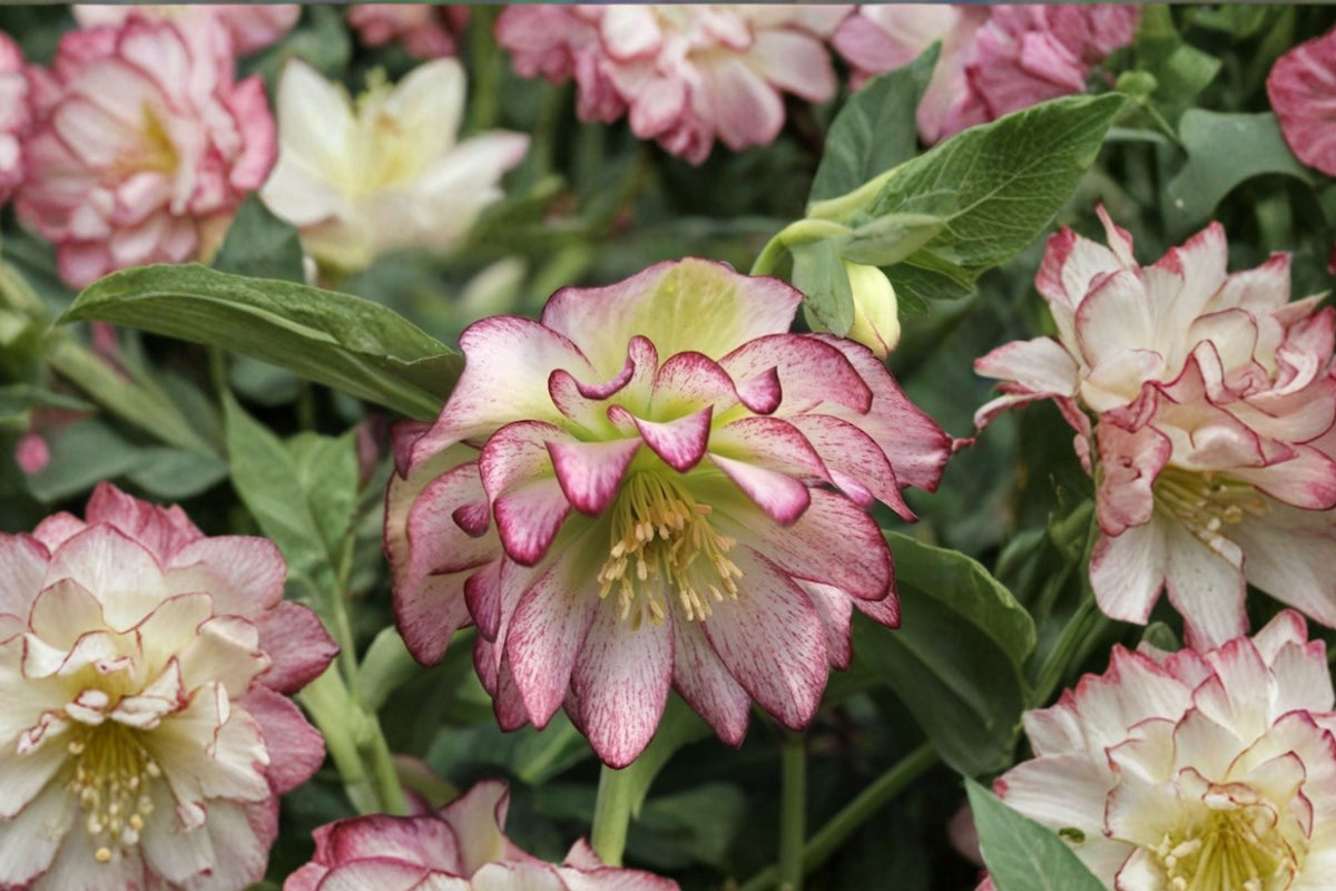 Lenten Rose ‘Rose Quartz’ | Winter Jewels Hellebore | Evergreen Shade Perennial