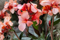 Bareroot Canna ‘Apricot Frost’ | Dwarf Canna Lily Rhizome | Peach Tropical Flower | Pollinator-Friendly Perennial