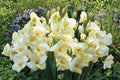 Gladiolus Glamini ‘Charlotte’ - Compact Pale Yellow Gladiolus Bulbs for Small Gardens & Cut Flowers