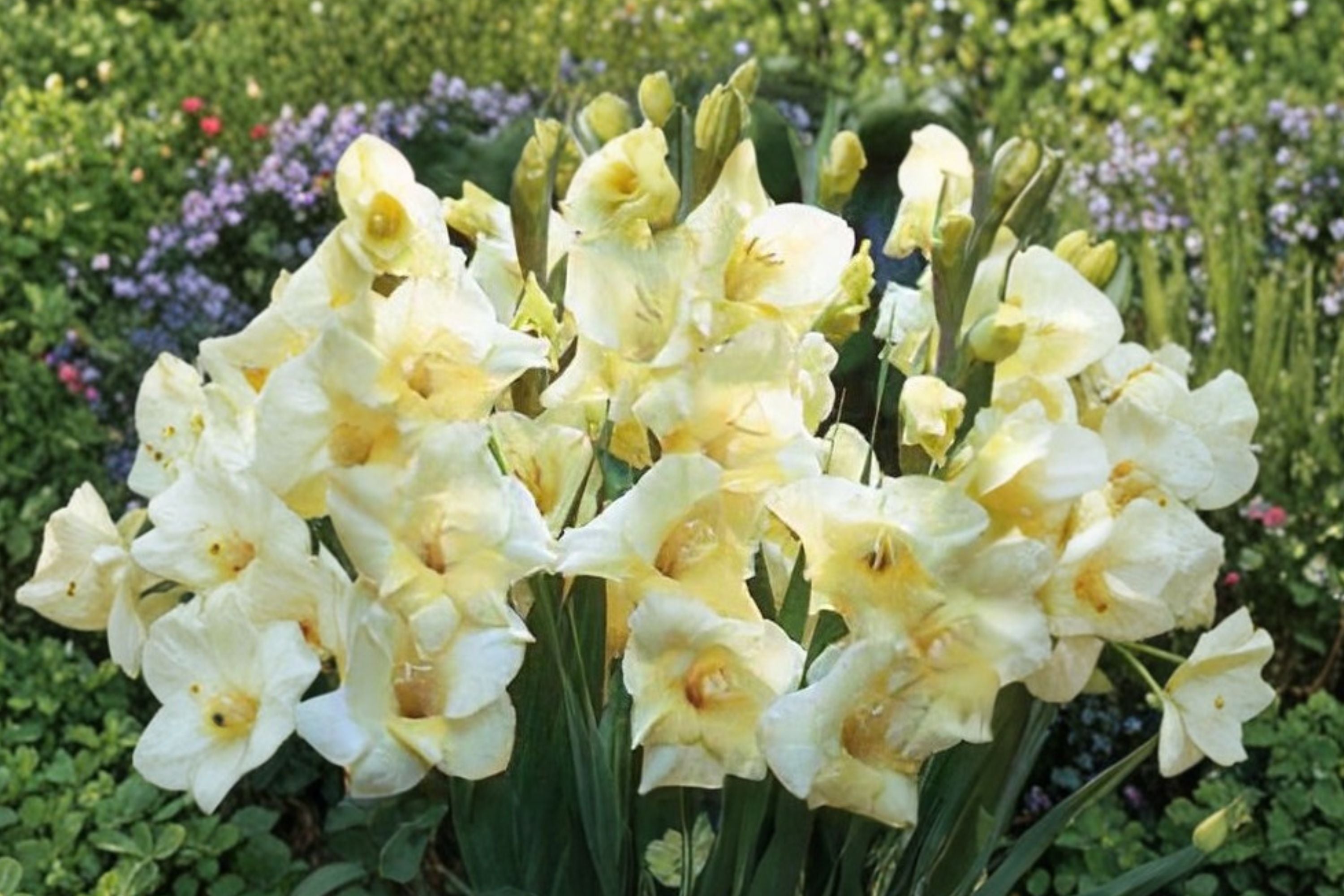 Gladiolus Glamini ‘Charlotte’ - Compact Pale Yellow Gladiolus Bulbs for Small Gardens & Cut Flowers