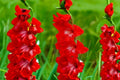 Gladiolus Glamini ‘Tom’ - Red Compact Gladiolus Bulbs | Dwarf Sword Lily | Summer Blooming Cut Flower