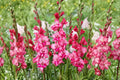 Gladiolus Glamini ‘Kelly’ Pink Compact Gladiolus Bulbs | Dwarf Sword Lily | Summer Blooming Cut Flower
