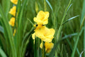 Gladiolus Glamini ‘Sylvia’ | Bright Yellow Compact Gladiolus Bulbs | Dwarf Sword Lily