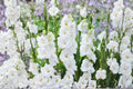 Gladiolus Glamini ‘Blondie’ | White Compact Gladiolus Bulbs | Dwarf Sword Lily | Summer Blooming Cut Flower