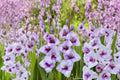 Gladiolus Glamini ‘Tina’ Purple Compact Gladiolus Bulbs | Dwarf Sword Lily | Summer Blooming Cut Flower