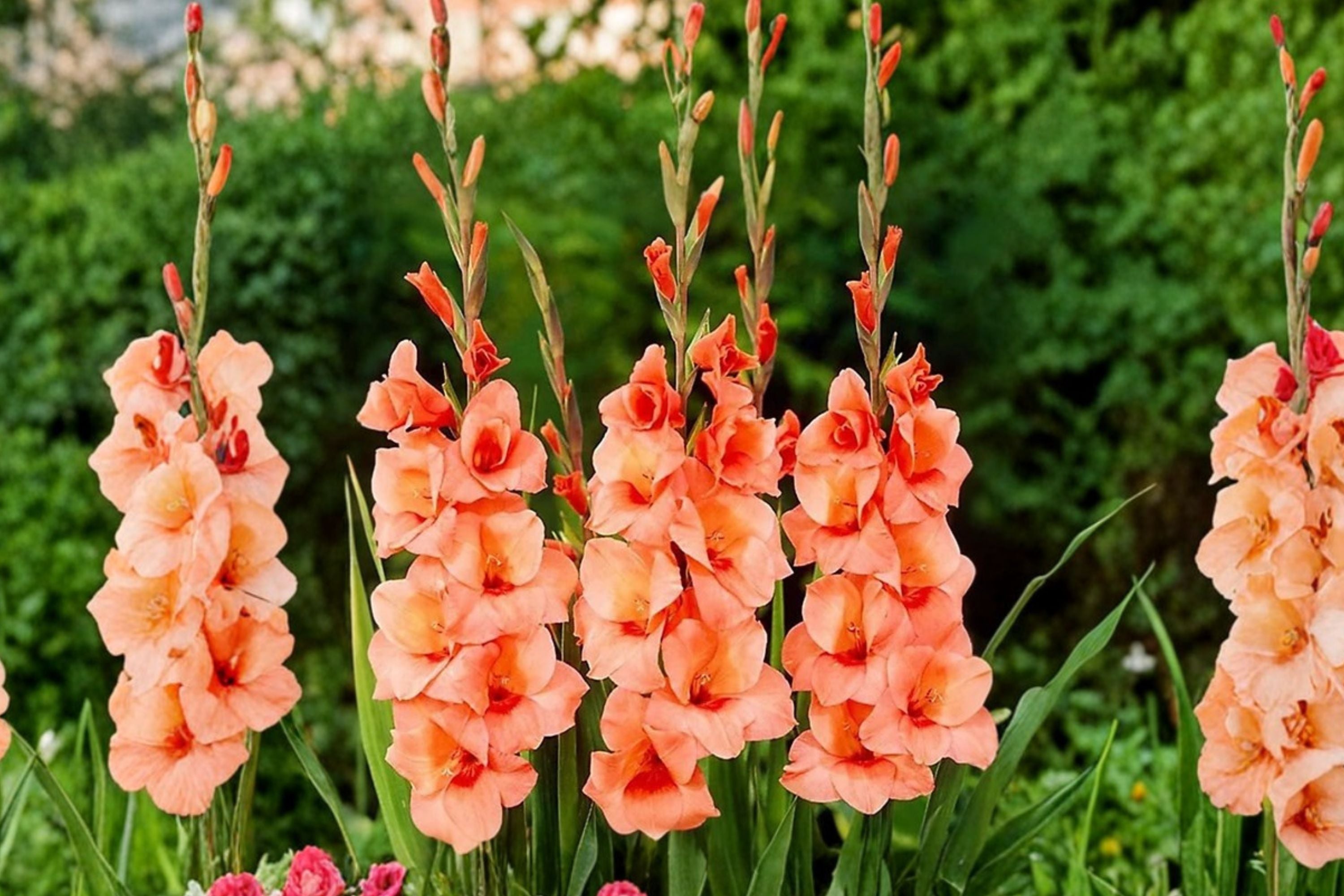 Gladiolus Glamini ‘Jenny’ - Compact Orange Gladiolus Bulbs | Dwarf Sword Lily | Summer Blooming Cut Flower