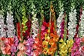 8 Gladiolus Glamini Varieties Collection | Compact Dwarf Gladiolus Bulbs Mix for Summer Bloom