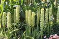 Eucomis pole-evansii | Giant Pineapple Lily Bulb | Tall Summer Blooming Perennial | Pollinator Friendly Exotic Garden Plant