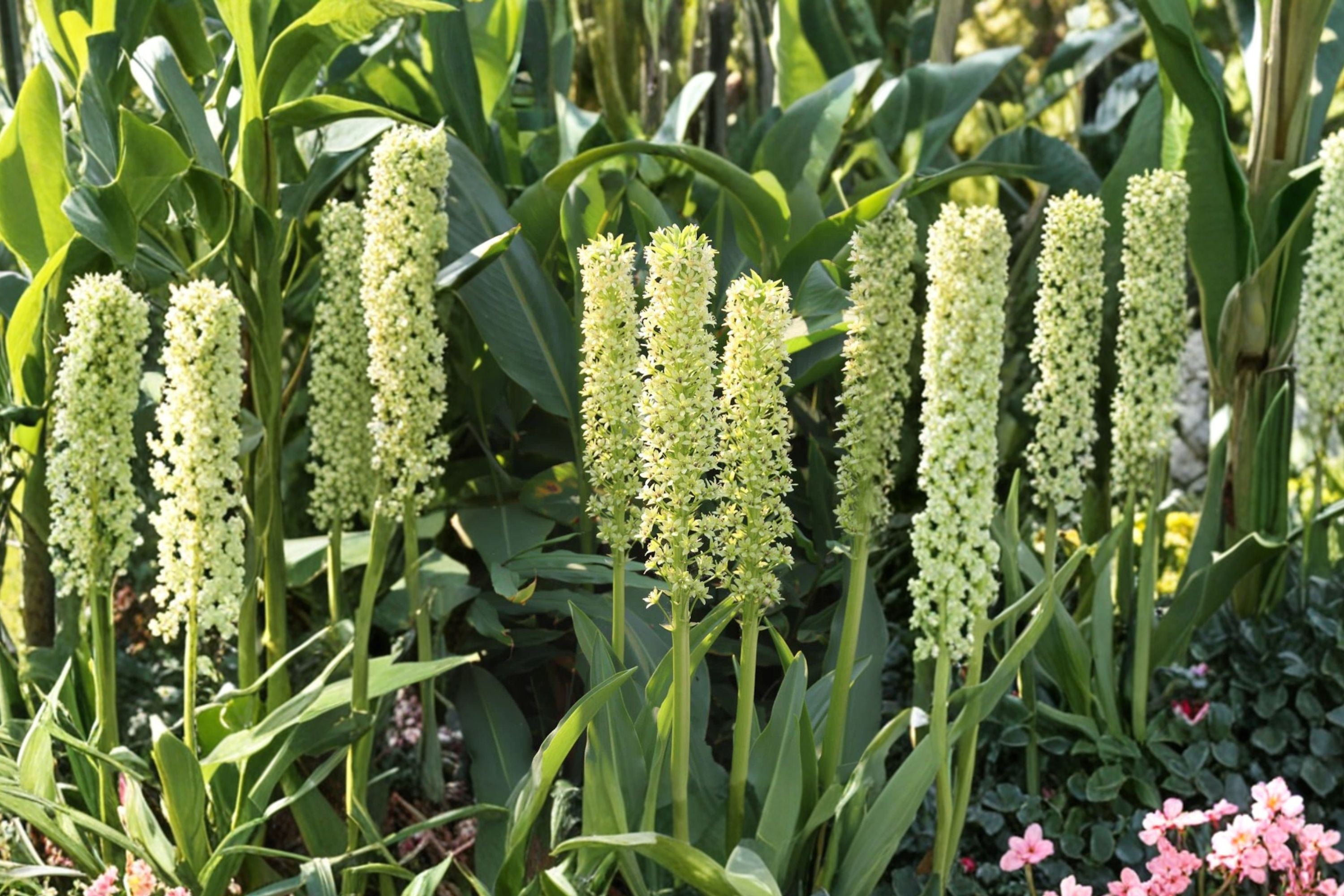 Eucomis pole-evansii | Giant Pineapple Lily Bulb | Tall Summer Blooming Perennial | Pollinator Friendly Exotic Garden Plant