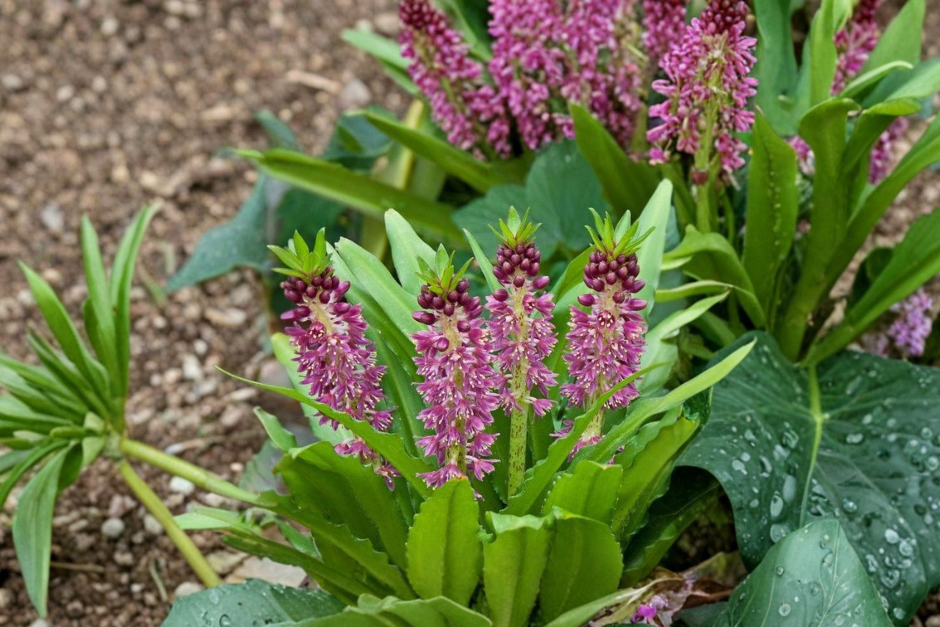 Eucomis Aloha Lily 'Leia' | Pineapple Lily Bulb | Purple Foliage Perennial | Summer Blooms | Pollinator Friendly