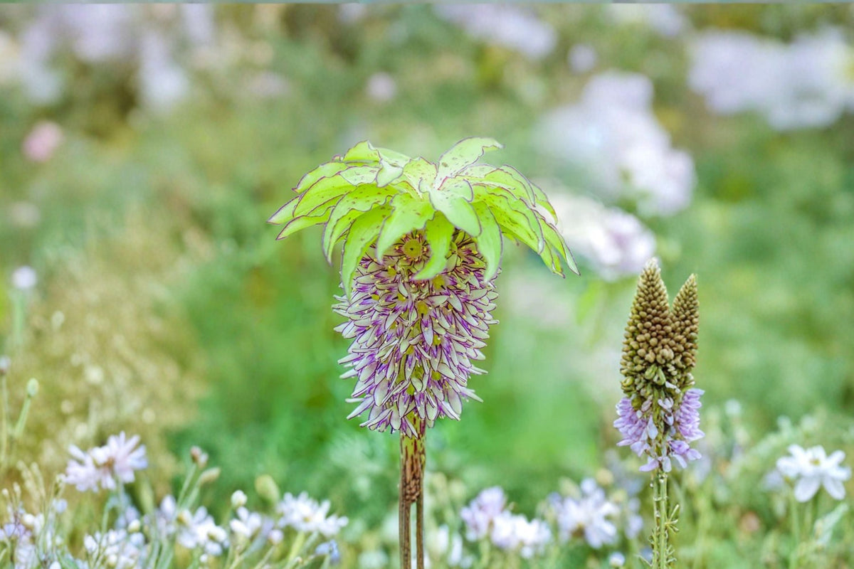Eucomis 'Bicolor' Pineapple Lily - Exotic Perennial Bulb with Green & Purple Blooms