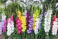 5 Gladiolus Varieties Mix | Grower's Choice Gladiolus Bulbs | Tall Sword Lily Collection