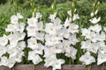 Gladiolus 'White Prosperity' | White Gladiolus Bulbs | Tall Sword Lily | Summer Blooming Perennial