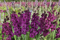 Gladiolus 'Shaka Zulu' Dark Purple Gladiolus Bulbs | Tall Sword Lily Perennial | Summer Blooming Cut Flower