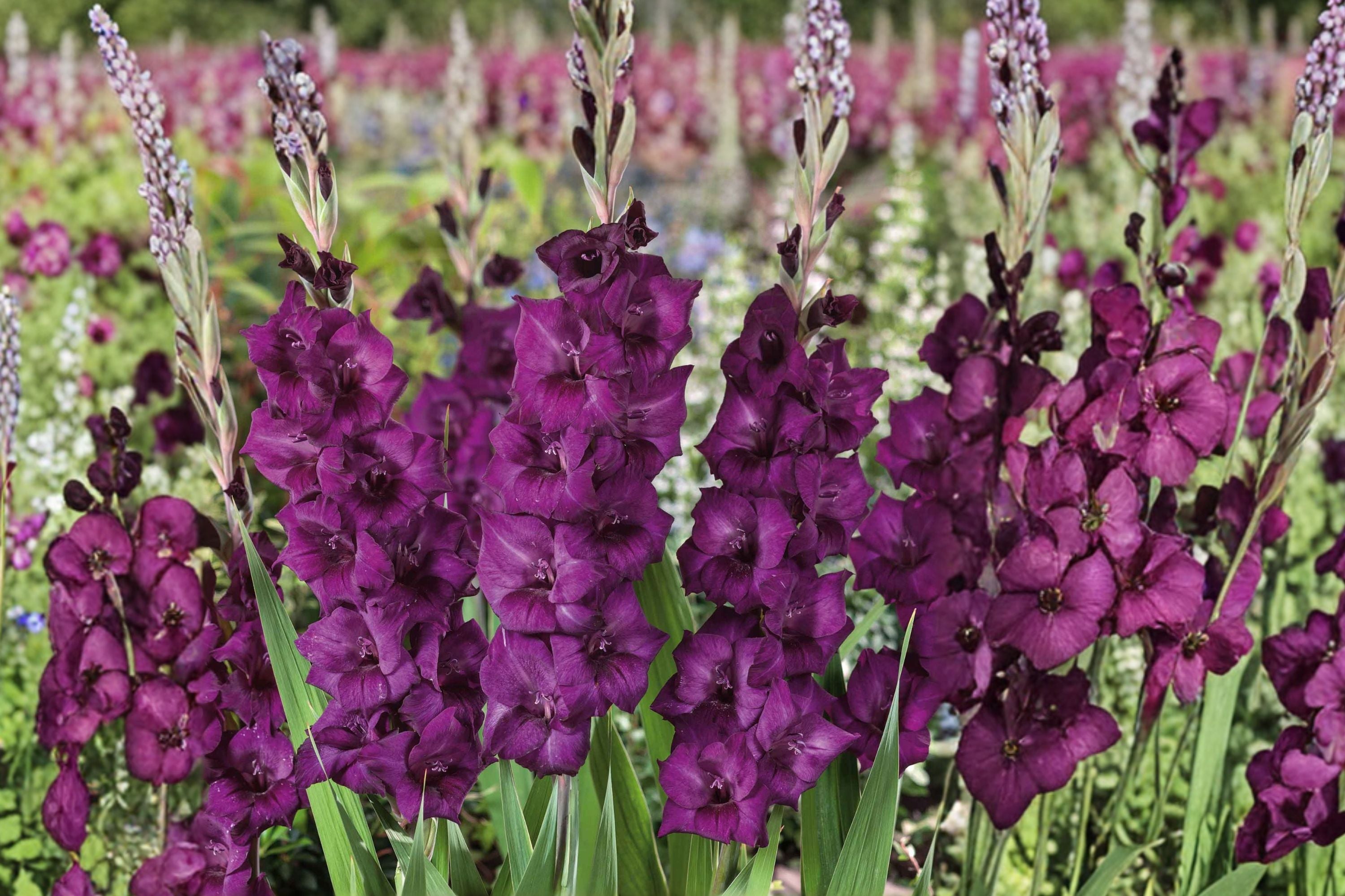 Gladiolus 'Shaka Zulu' Dark Purple Gladiolus Bulbs | Tall Sword Lily Perennial | Summer Blooming Cut Flower