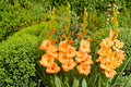Gladiolus 'Peter Pears' Peach Gladiolus Bulbs | Tall Sword Lily Perennial | Summer Blooming Cut Flower