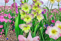 Gladiolus 'Moonlight Shadows' Bicolor Bulbs | Tall Purple & Cream Sword Lily | Summer Cut Flowers