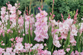 Gladiolus 'My Love' Pink & White Gladiolus Bulbs | Tall Sword Lily | Summer Blooming Perennial Bulbs