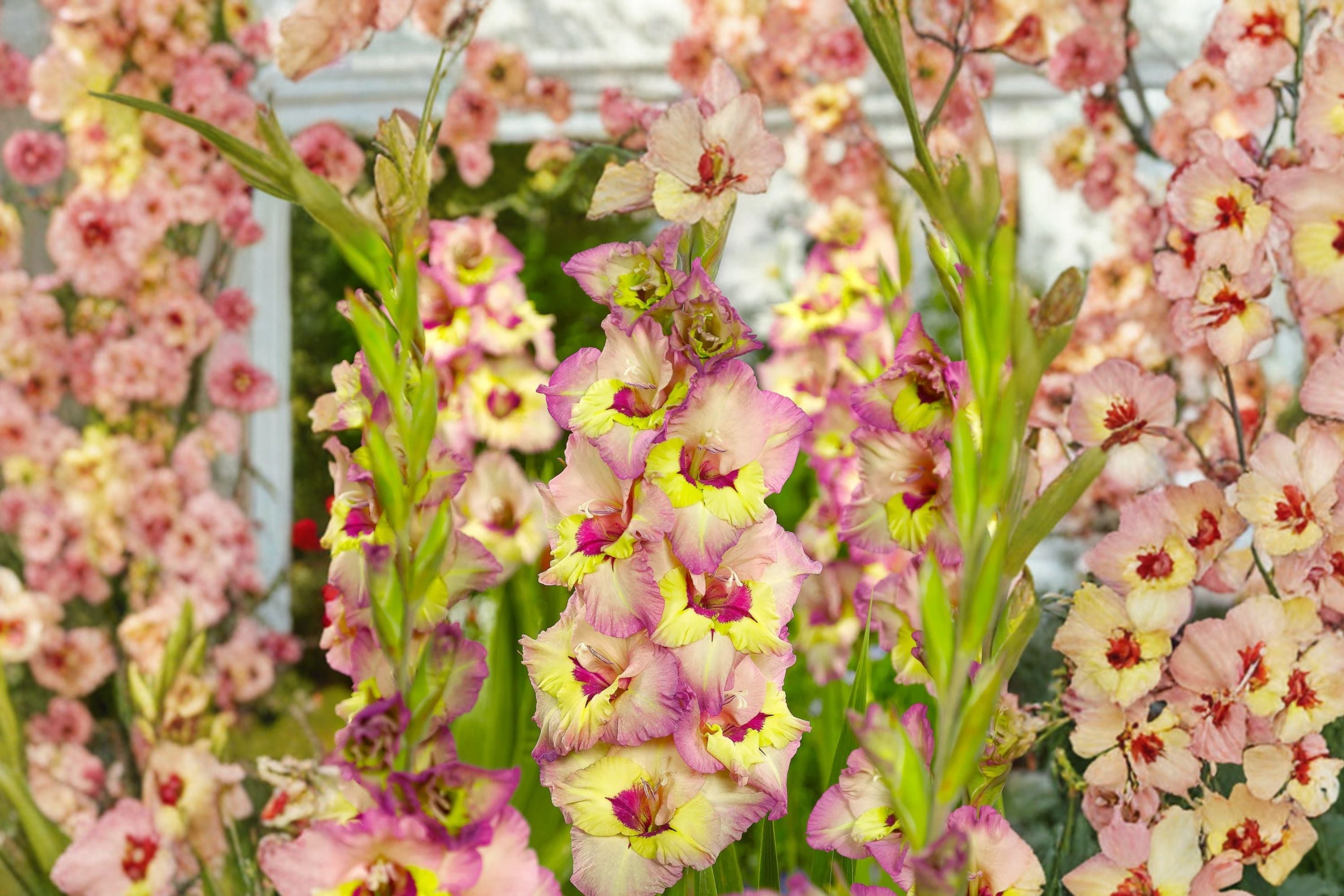 Gladiolus 'Sapporo' Multi-Colored Bulbs | Tall Sword Lily | Yellow White Summer Blooms | Pollinator Friendly