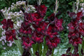 Gladiolus 'Black Jack' Deep Red Bulbs | Tall Sword Lily for Cut Flowers & Pollinator Gardens