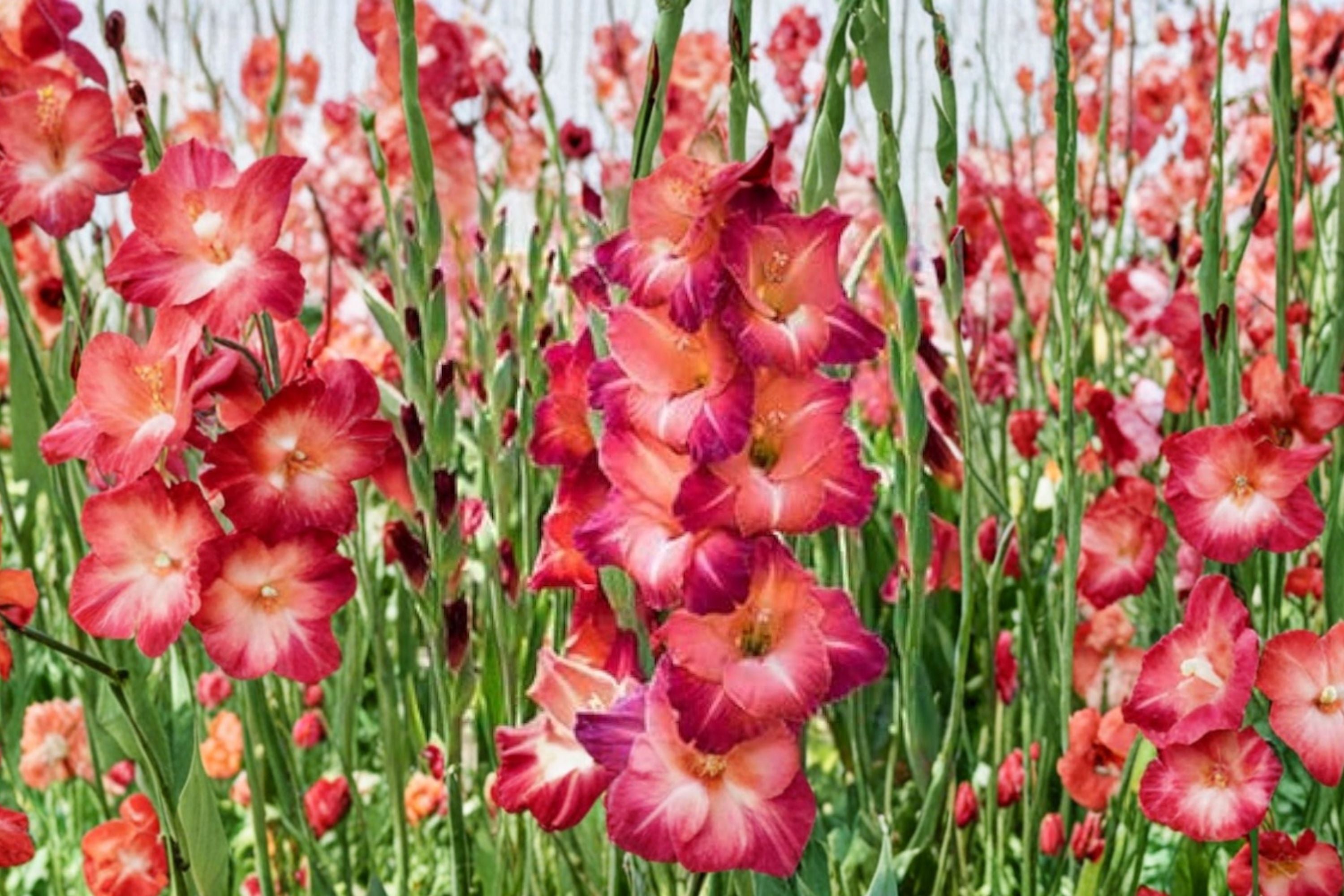 Gladiolus 'Guinea' Bi-Color Gladiolus Bulbs | Tall Pink White Sword Lily | Summer Blooming Cut Flowers