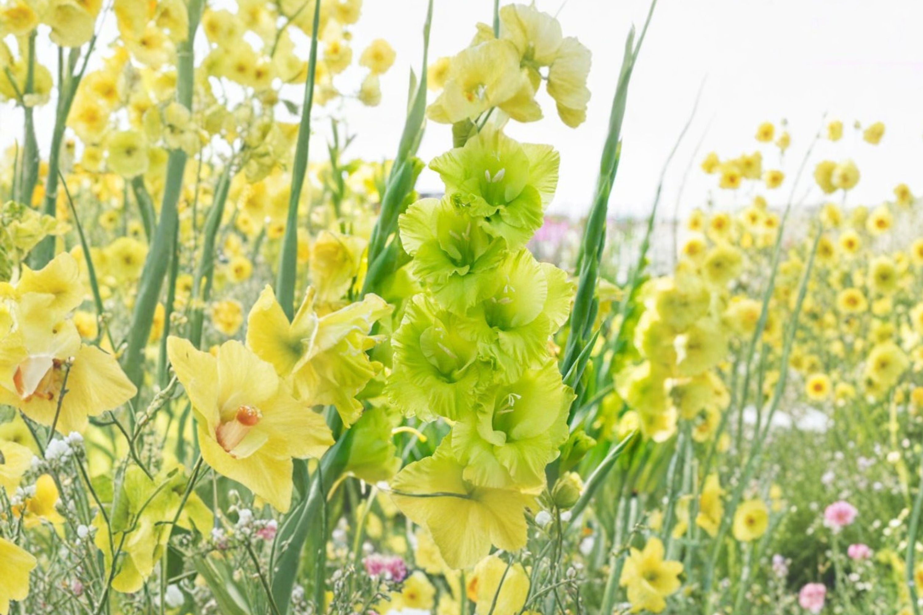 Gladiolus 'Green Star' - Unique Lime Green Gladiolus Bulbs for Summer Blooms & Pollinator Gardens