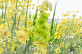 Gladiolus 'Green Star' - Unique Lime Green Gladiolus Bulbs for Summer Blooms & Pollinator Gardens