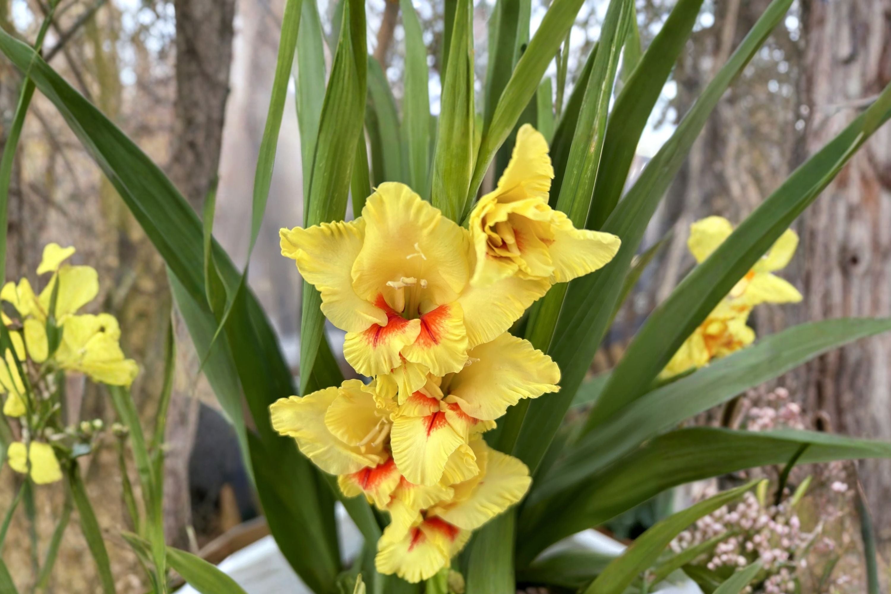 Gladiolus 'Jester' Yellow & Red Gladiolus Bulbs | Bicolor Sword Lily | Tall Cut Flowers | Summer Blooming Bulbs