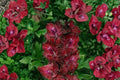 Gladiolus 'Merlot Ice' Burgundy Bulbs | Tall Summer Blooming Sword Lily | Pollinator Friendly