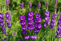 Gladiolus 'Desoto' Soft Purple Gladiolus Bulbs | Tall Sword Lily | Pollinator Friendly | Spring Planting Corms