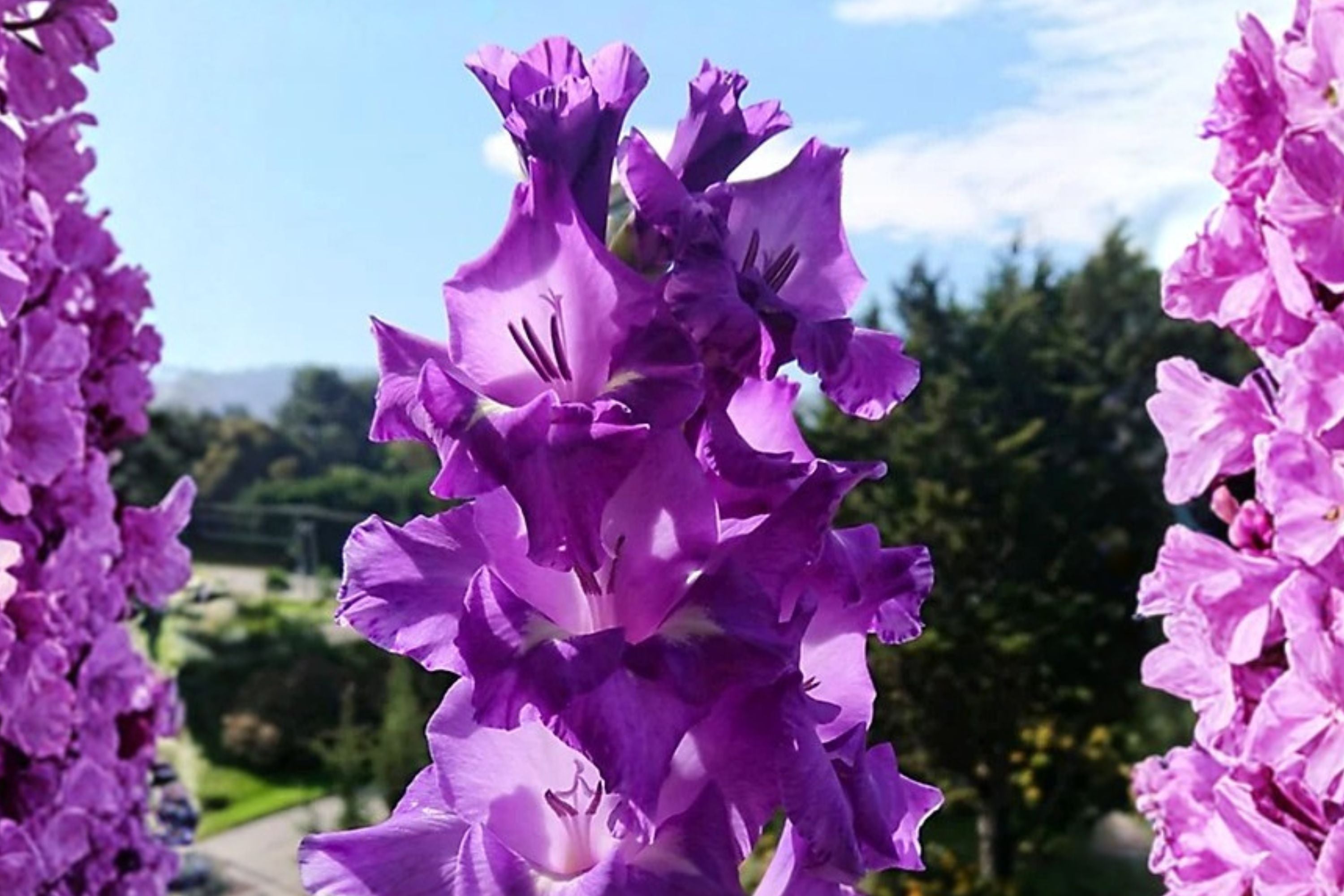 Gladiolus 'Flirty' Purple & White Gladiolus Bulbs | Tall Sword Lily | Pollinator Friendly Summer Blooms