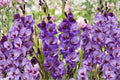 Gladiolus 'Big Girl' Purple Gladiolus Bulbs | Tall Sword Lily | Summer Blooming Cut Flowers
