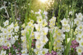 Gladiolus 'Break of Dawn' | White Gladiolus Bulbs | Tall Sword Lily | Summer Blooming Cut Flowers