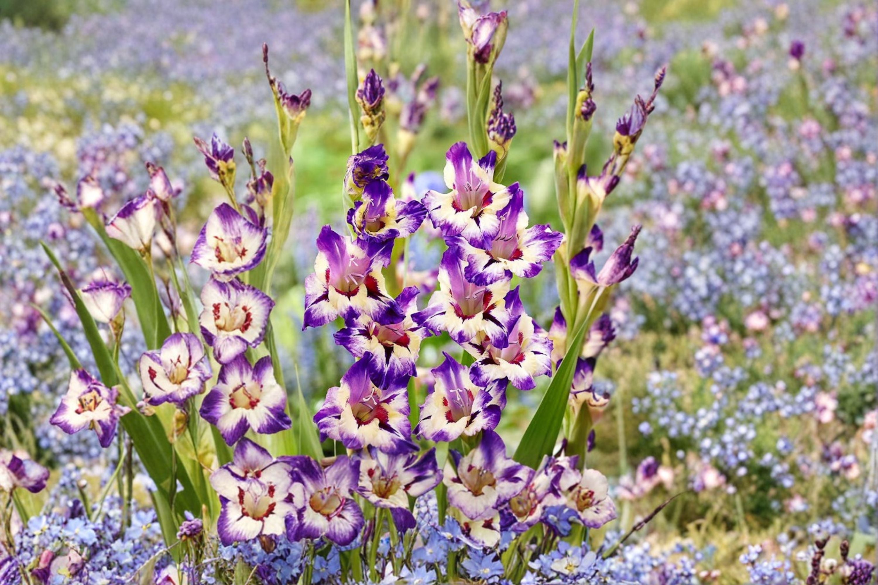 Gladiolus 'Circus Club' | Multi-Colored Tall Sword Lily Bulbs | Summer Blooming Cut Flowers