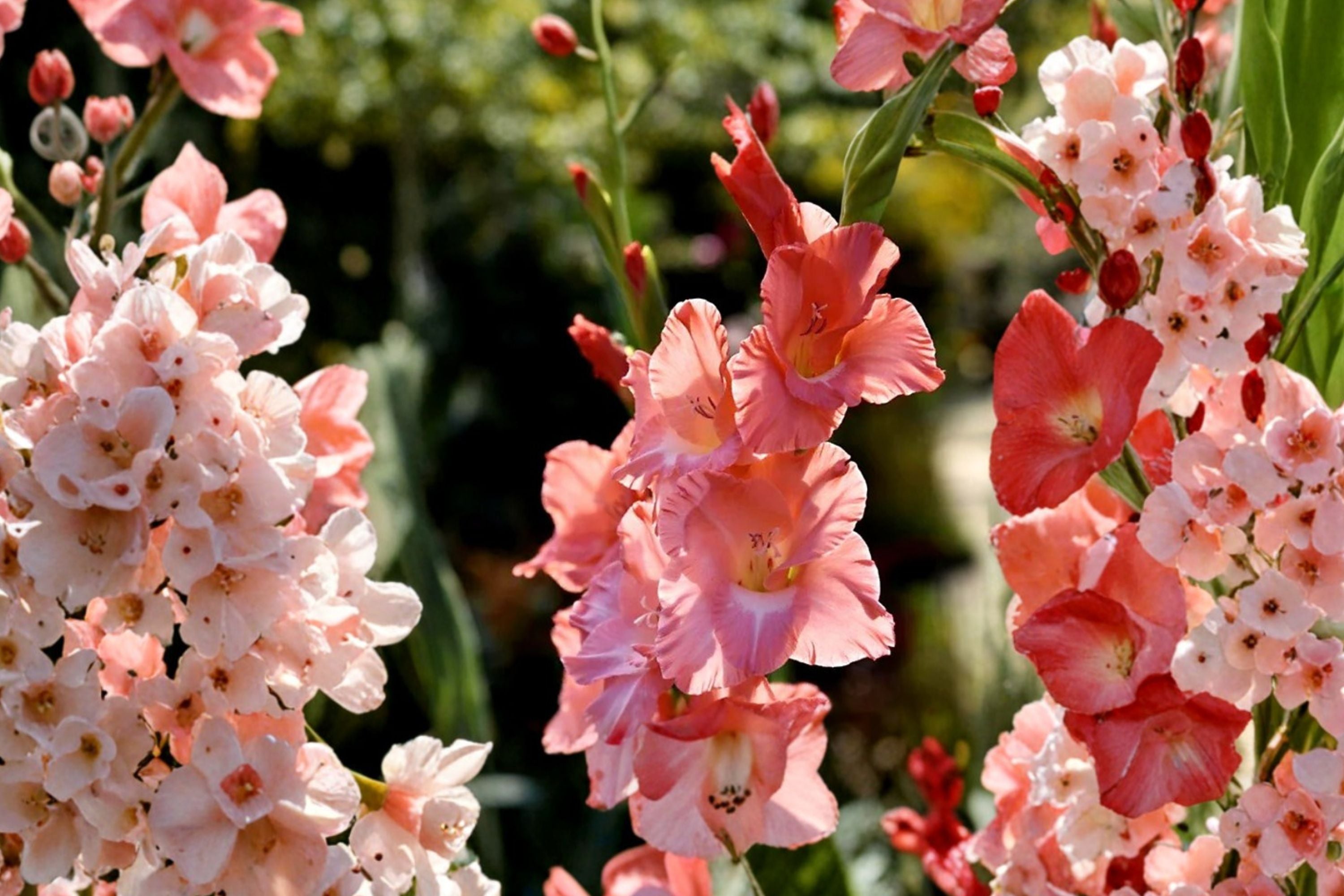 Gladiolus 'Frizzled Coral Lace' | Coral Pink Fringed Gladiolus Bulbs | Tall Cut Flowers | Pollinator Friendly Summer Blooms
