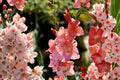Gladiolus 'Frizzled Coral Lace' | Coral Pink Fringed Gladiolus Bulbs | Tall Cut Flowers | Pollinator Friendly Summer Blooms