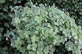 Acaena 'Blue Haze' - Steel Blue Groundcover Perennial, Deer Resistant, 3.5" Live Plant