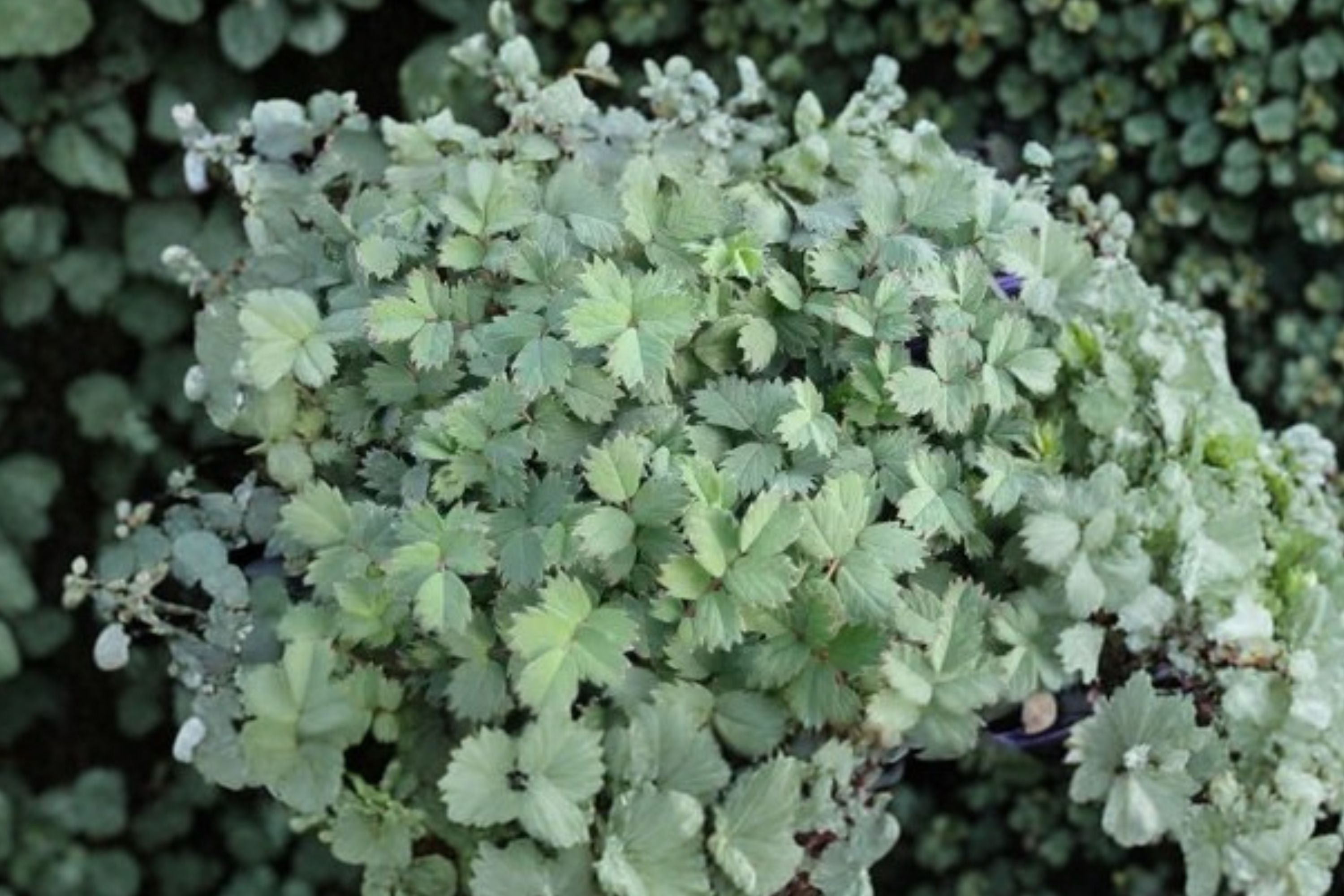 Acaena 'Blue Haze' - Steel Blue Groundcover Perennial, Deer Resistant, 3.5" Live Plant