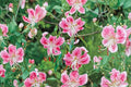 Lilium speciosum 'Rubrum' | Japanese Show Lily Bulb | Fragrant Pink Heirloom Lily