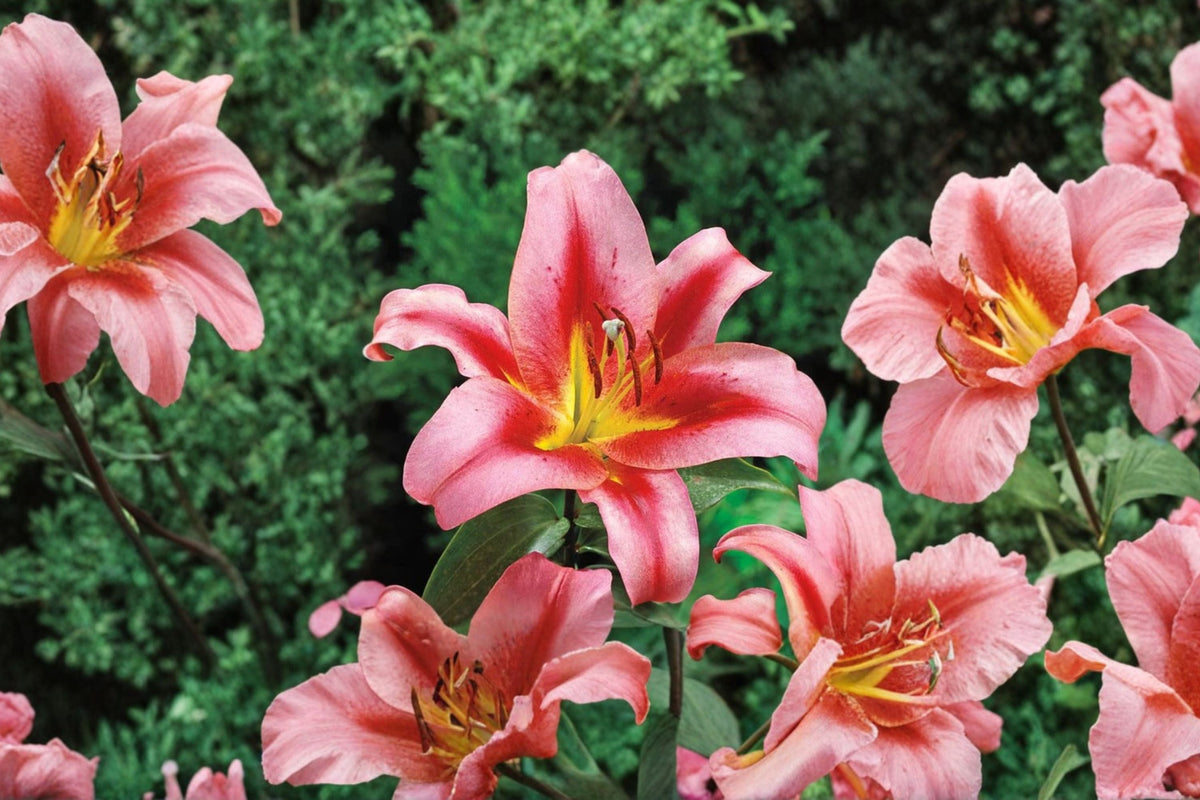Lilium 'Olympic Torch' | Giant Orienpet Lily Bulb | Fragrant Pink Lily | Tall Perennial Flower